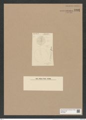 Coscinodiscus delawarensis Grun. (de-Toni-Nr.: Genus 202, Species 5166) Zeichnungen Sammlung Grunow Nr. 8901 (NHMW-BOT-W0378557)